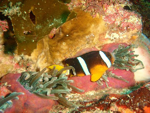 �ɓ������ʐ^�@�N���b�N�ő傫���Ȃ�܂�