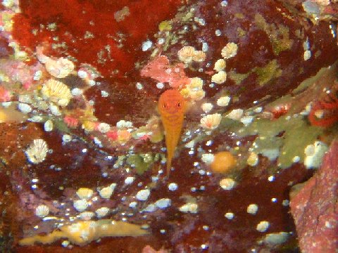 �ɓ������ʐ^�@�N���b�N�ő傫���Ȃ�܂�