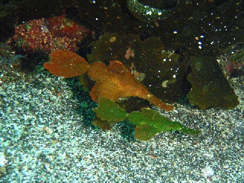 �ɓ������ʐ^�@�N���b�N�ő傫���Ȃ�܂�