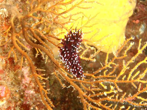 �ɓ������ʐ^�@�N���b�N�ő傫���Ȃ�܂�