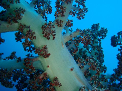 �ɓ������ʐ^�@�N���b�N�ő傫���Ȃ�܂�