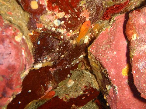 �ɓ������ʐ^�@�N���b�N�ő傫���Ȃ�܂�