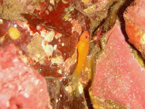 �ɓ������ʐ^�@�N���b�N�ő傫���Ȃ�܂�