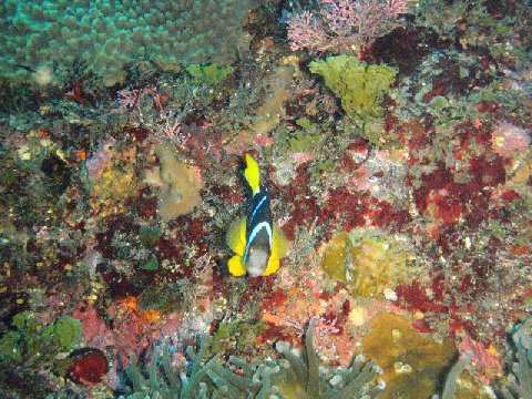 �ɓ������ʐ^�@�N���b�N�ő傫���Ȃ�܂�