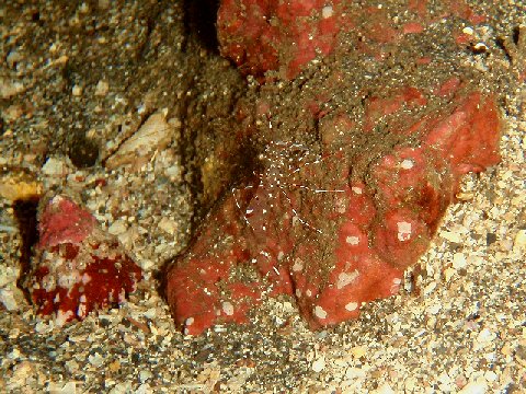 �ɓ������ʐ^�@�N���b�N�ő傫���Ȃ�܂�