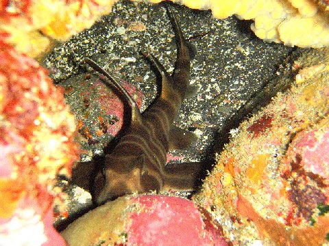 �ɓ������ʐ^�@�N���b�N�ő傫���Ȃ�܂�