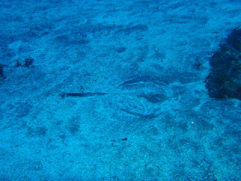 �ɓ������ʐ^�@�N���b�N�ő傫���Ȃ�܂�