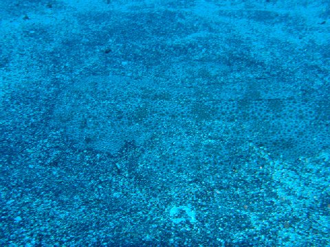 �ɓ������ʐ^�@�N���b�N�ő傫���Ȃ�܂�