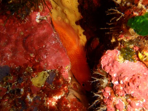 �ɓ������ʐ^�@�N���b�N�ő傫���Ȃ�܂�