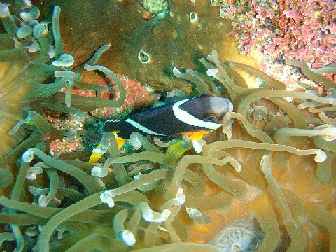 �ɓ������ʐ^�@�N���b�N�ő傫���Ȃ�܂�