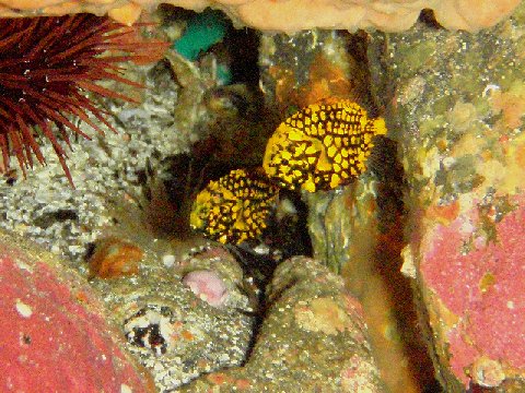 �ɓ������ʐ^�@�N���b�N�ő傫���Ȃ�܂�