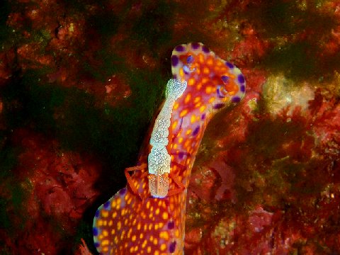 �ɓ������ʐ^�@�N���b�N�ő傫���Ȃ�܂�