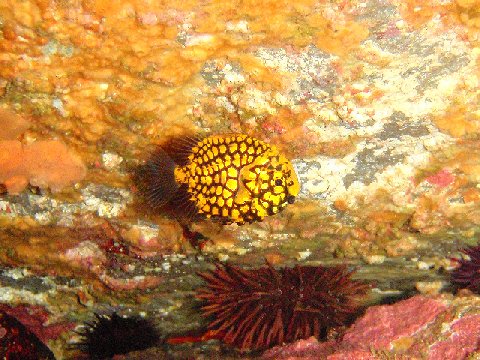 �ɓ������ʐ^�@�N���b�N�ő傫���Ȃ�܂�