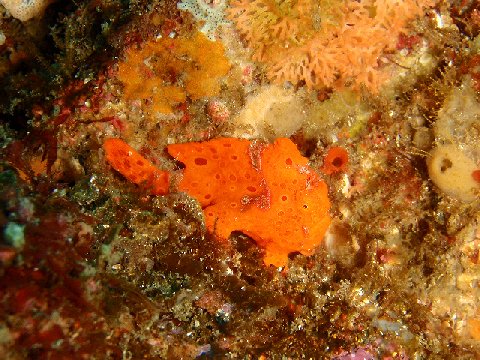 �ɓ������ʐ^�@�N���b�N�ő傫���Ȃ�܂�