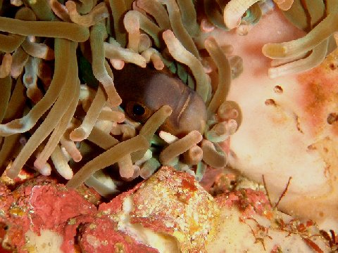 �ɓ������ʐ^�@�N���b�N�ő傫���Ȃ�܂�