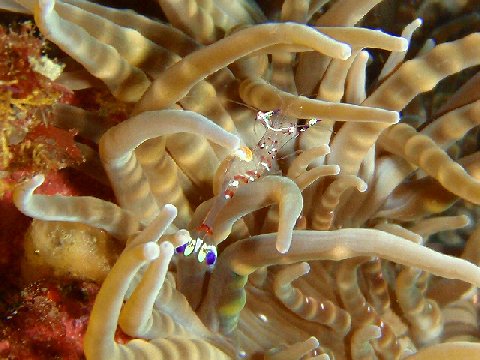 �ɓ������ʐ^�@�N���b�N�ő傫���Ȃ�܂�