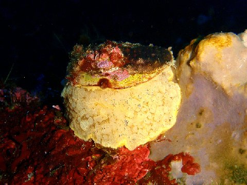 �ɓ������ʐ^�@�N���b�N�ő傫���Ȃ�܂�