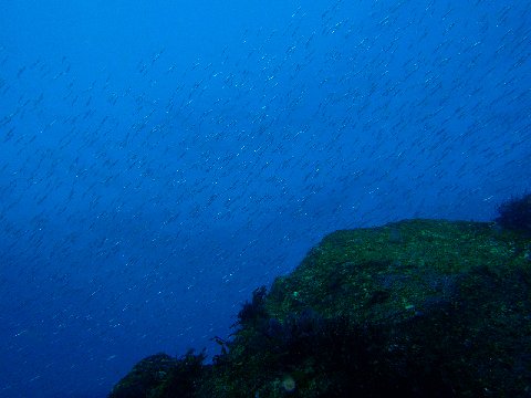 �ɓ������ʐ^�@�N���b�N�ő傫���Ȃ�܂�