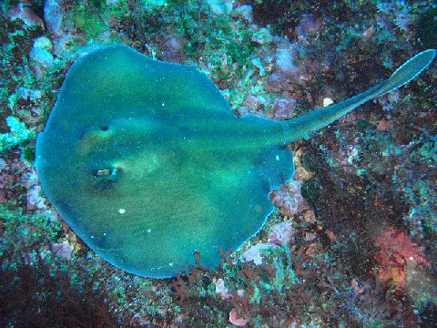 �ɓ������ʐ^�@�N���b�N�ő傫���Ȃ�܂�