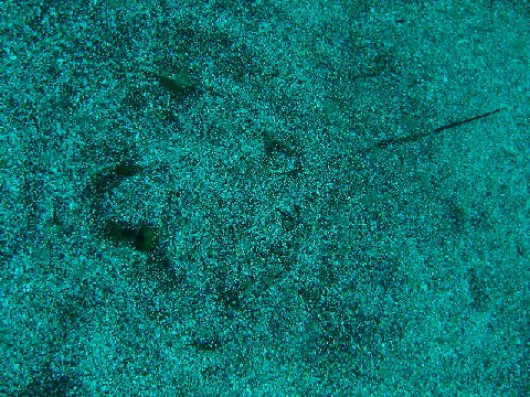 �ɓ������ʐ^�@�N���b�N�ő傫���Ȃ�܂�