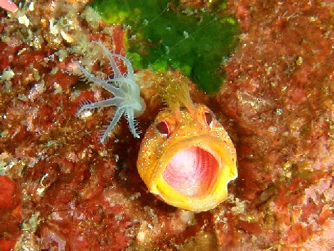 �ɓ������ʐ^�@�N���b�N�ő傫���Ȃ�܂�