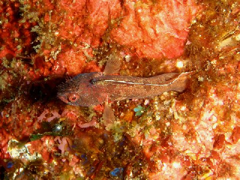 �ɓ������ʐ^�@�N���b�N�ő傫���Ȃ�܂�