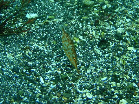 �ɓ������ʐ^�@�N���b�N�ő傫���Ȃ�܂�