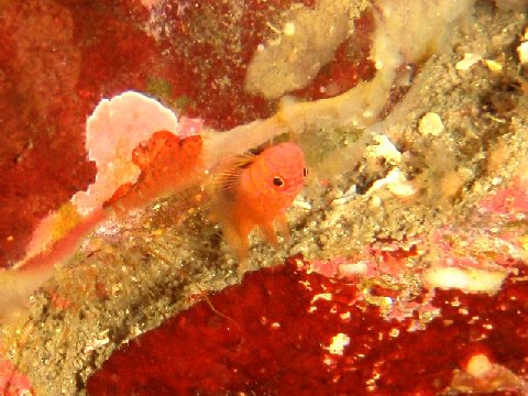 �ɓ������ʐ^�@�N���b�N�ő傫���Ȃ�܂�