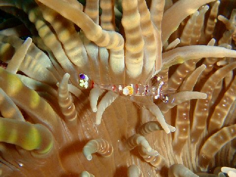 �ɓ������ʐ^�@�N���b�N�ő傫���Ȃ�܂�