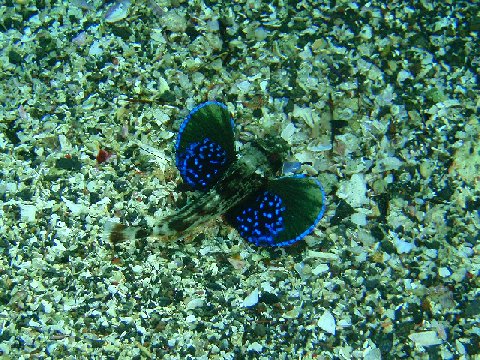 �ɓ������ʐ^�@�N���b�N�ő傫���Ȃ�܂�