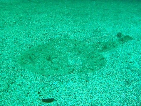 �ɓ������ʐ^�@�N���b�N�ő傫���Ȃ�܂�