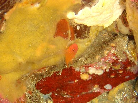 �ɓ������ʐ^�@�N���b�N�ő傫���Ȃ�܂�