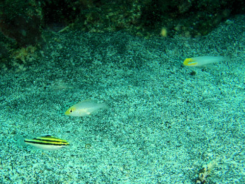 �ɓ������ʐ^�@�N���b�N�ő傫���Ȃ�܂�