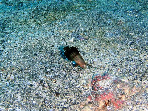 �ɓ������ʐ^�@�N���b�N�ő傫���Ȃ�܂�