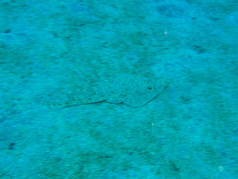 �ɓ������ʐ^�@�N���b�N�ő傫���Ȃ�܂�