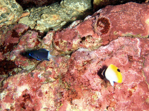 �ɓ������ʐ^�@�N���b�N�ő傫���Ȃ�܂�