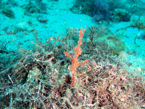 �ɓ������ʐ^�@�N���b�N�ő傫���Ȃ�܂�