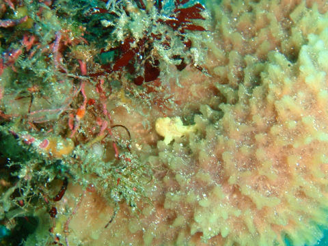 �ɓ������ʐ^�@�N���b�N�ő傫���Ȃ�܂�