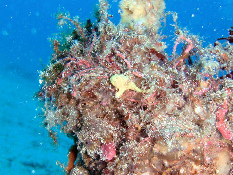 �ɓ������ʐ^�@�N���b�N�ő傫���Ȃ�܂�