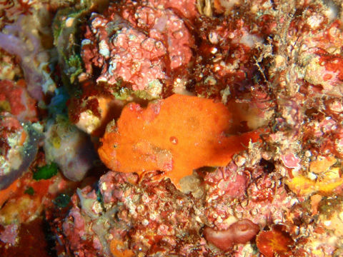 �ɓ������ʐ^�@�N���b�N�ő傫���Ȃ�܂�