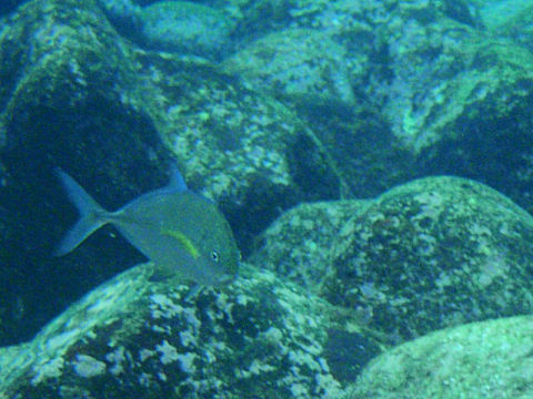 �ɓ������ʐ^�@�N���b�N�ő傫���Ȃ�܂�