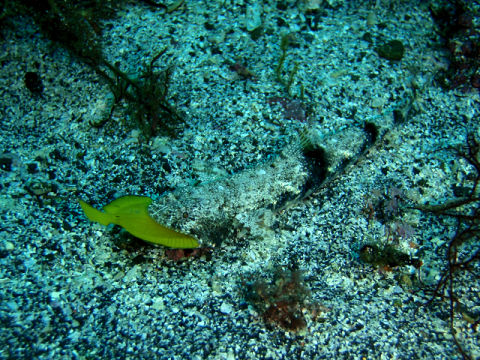 �ɓ������ʐ^�@�N���b�N�ő傫���Ȃ�܂�