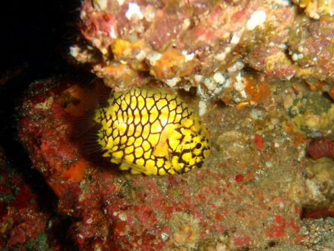 �ɓ������ʐ^�@�N���b�N�ő傫���Ȃ�܂�