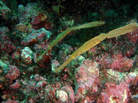 �ɓ������ʐ^�@�N���b�N�ő傫���Ȃ�܂�