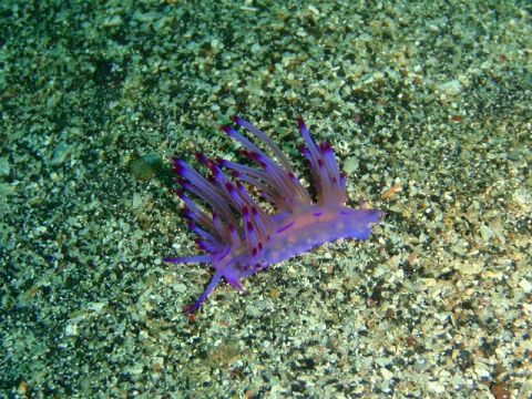 �ɓ������ʐ^�@�N���b�N�ő傫���Ȃ�܂�