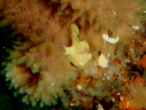 �ɓ������ʐ^�@�N���b�N�ő傫���Ȃ�܂�