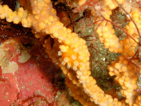 �ɓ������ʐ^�@�N���b�N�ő傫���Ȃ�܂�