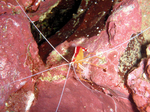 �ɓ������ʐ^�@�N���b�N�ő傫���Ȃ�܂�