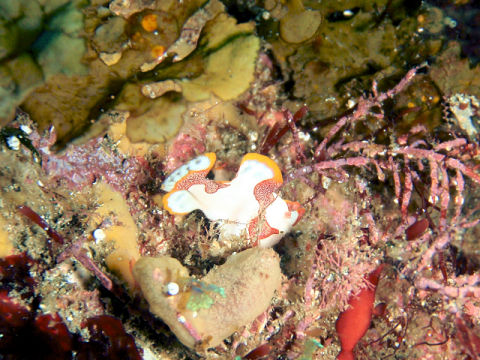 �ɓ������ʐ^�@�N���b�N�ő傫���Ȃ�܂�