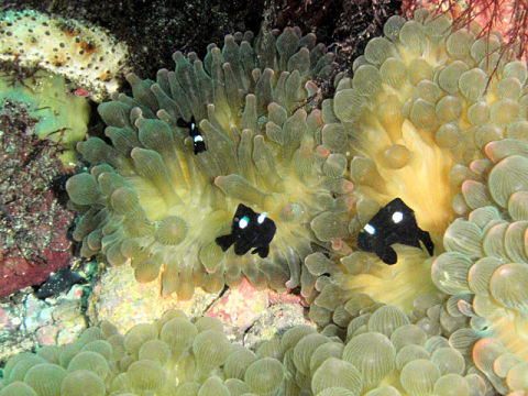 �ɓ������ʐ^�@�N���b�N�ő傫���Ȃ�܂�